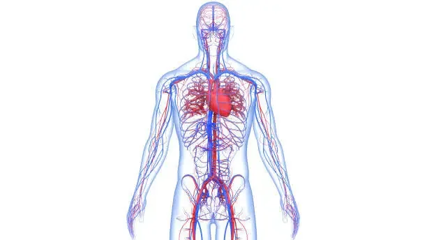 An Overview of The Blood Vessels