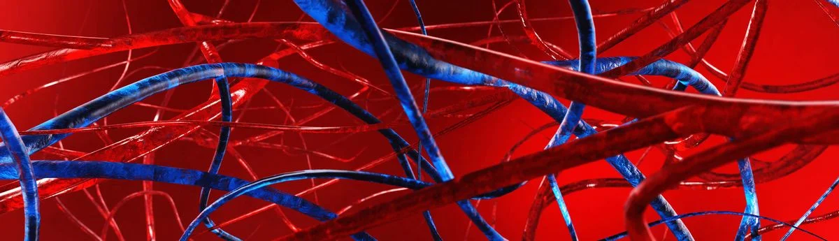 vein and artery blood flow illustration