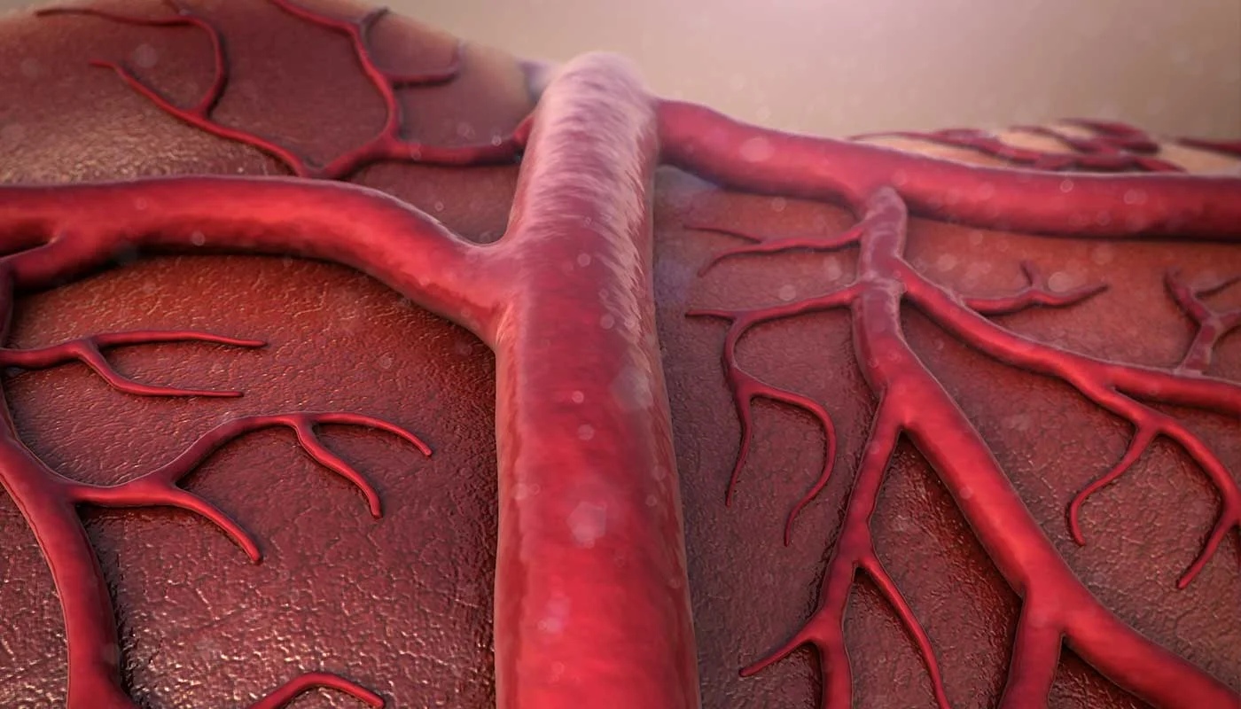 vein-illustration-almedia-md-miami-vein-center-2